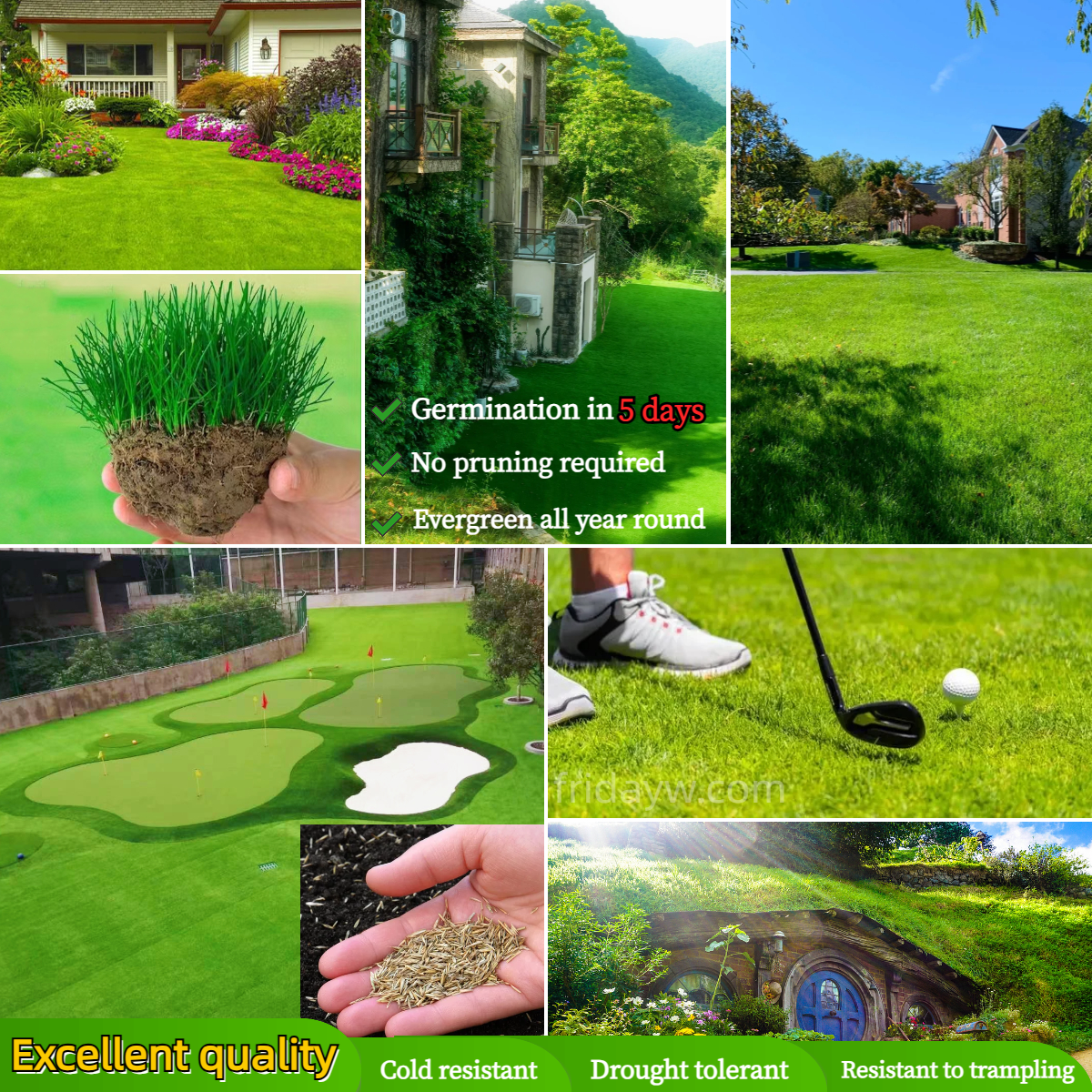  Golf Lawn Evergreen Grass Seeds Home Garden Courtyard Ground Cover Plant DIY, 200 pcs Seeds