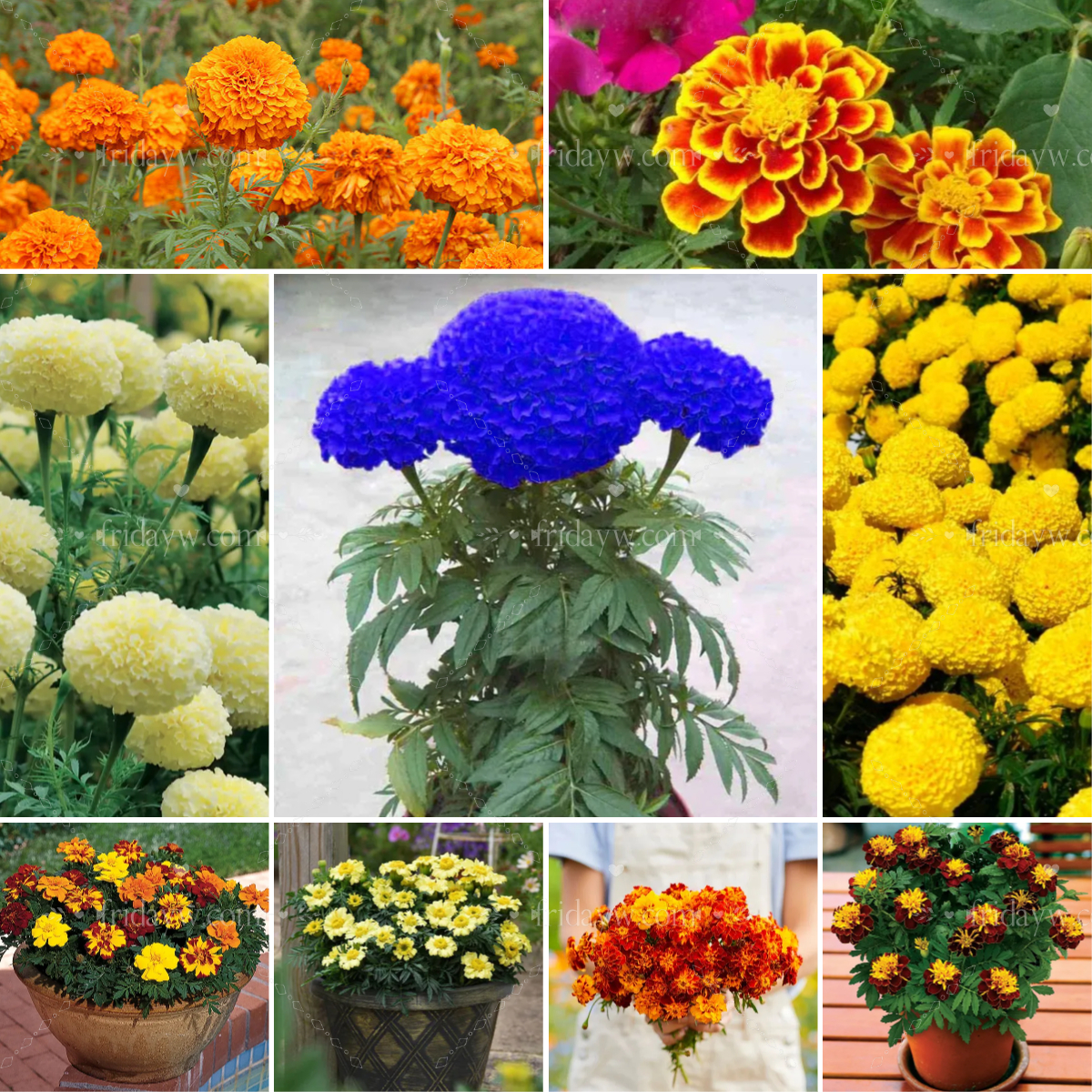 Blue Chrysanthemum Marigold Flower Seeds