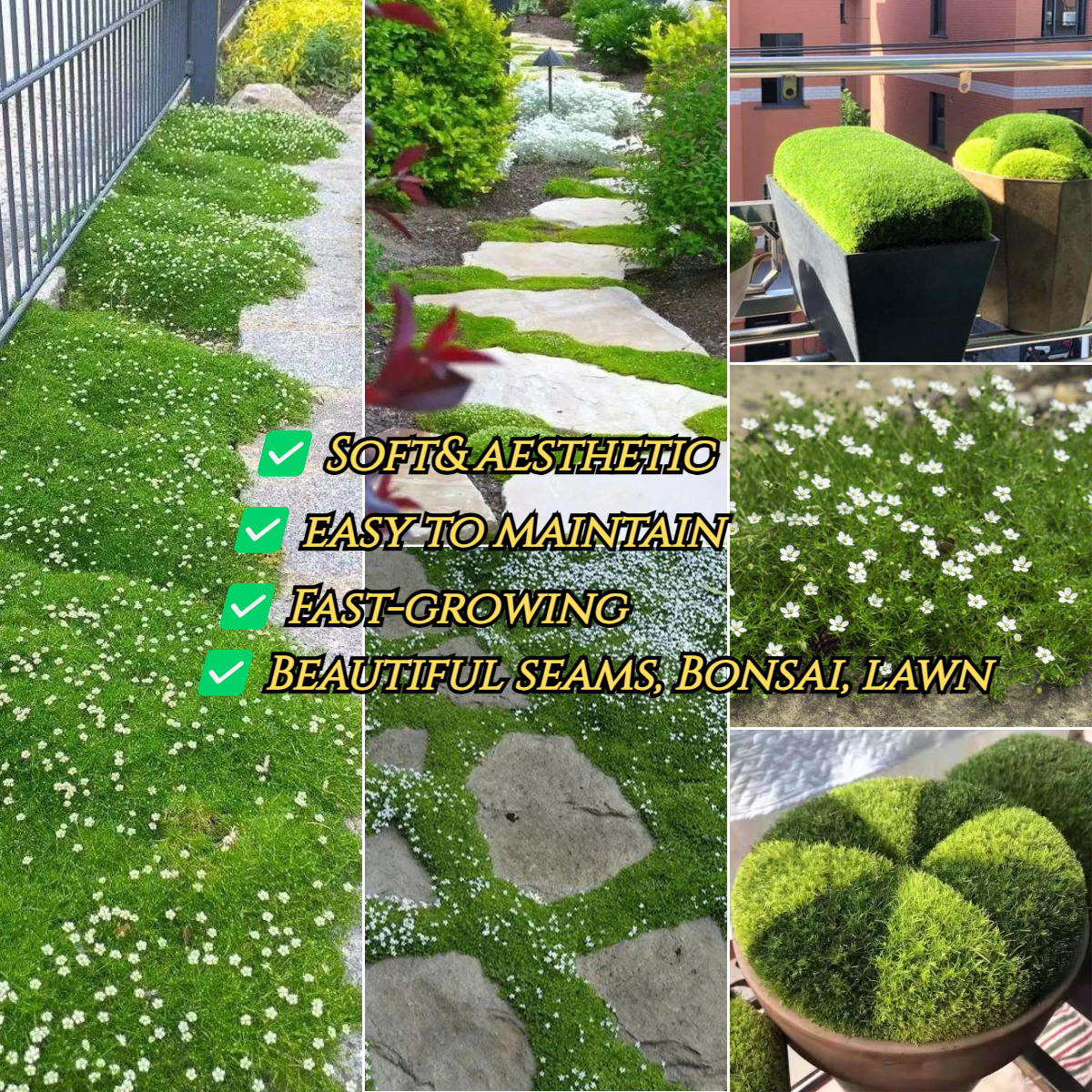 Irish pearl grass seeds--soft and resistant to trampling🐇
