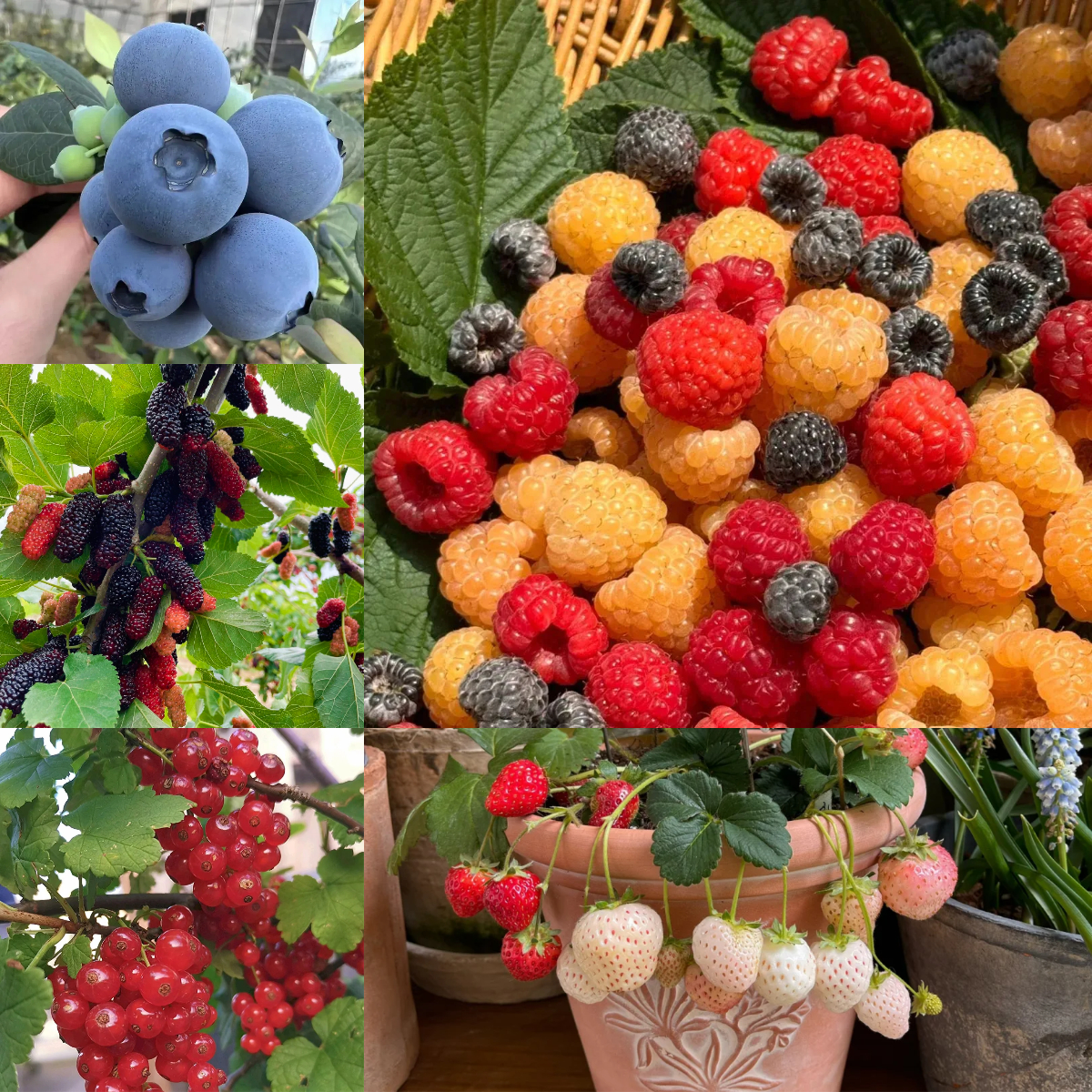 100Pcs Organic Berry Seeds-- Delicious & Healthy🍓