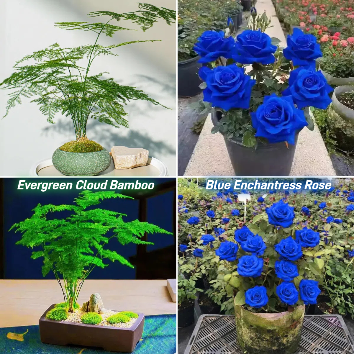 Bonsai Cloud Bamboo Seeds🎍