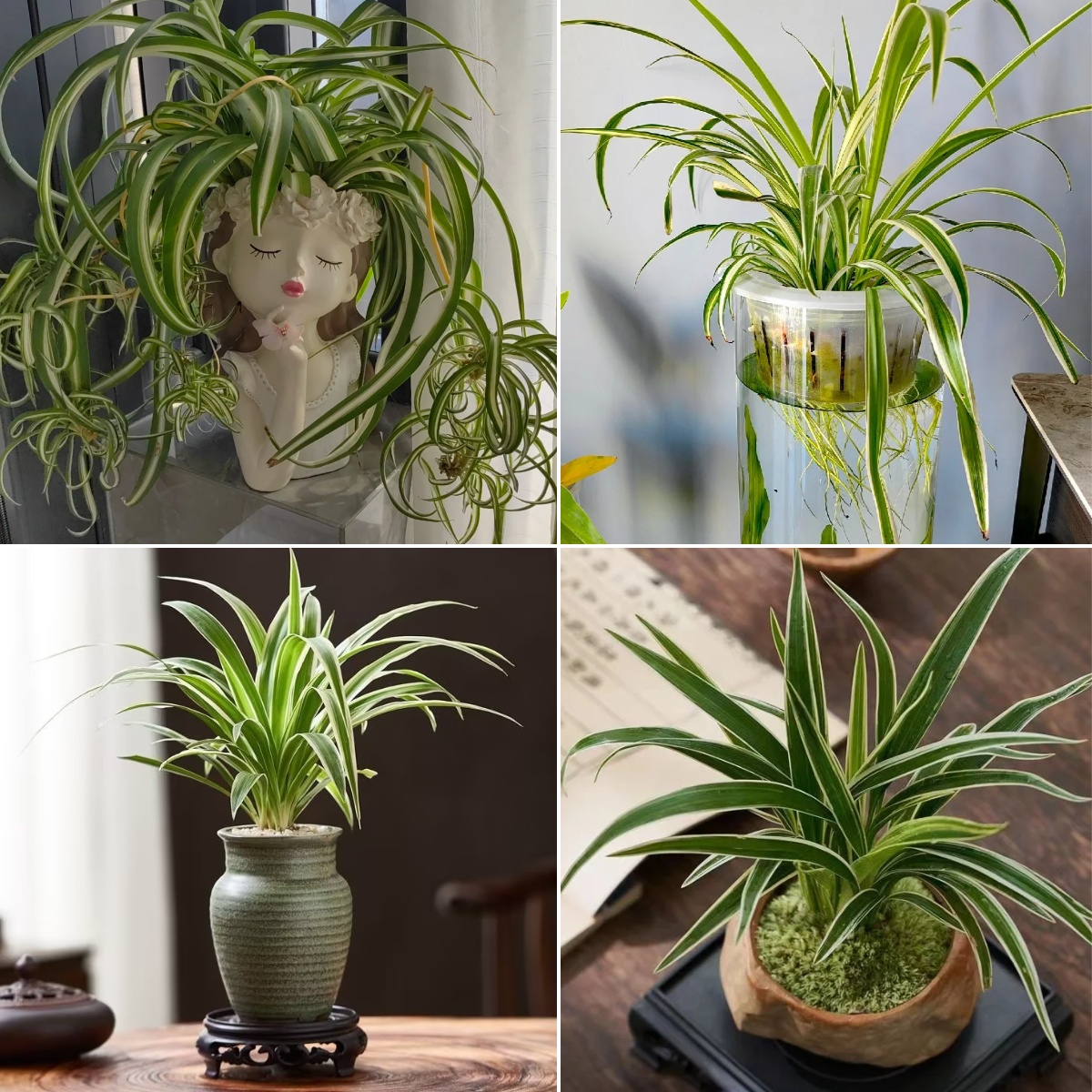 Bonsai Cloud Bamboo Seeds🎍