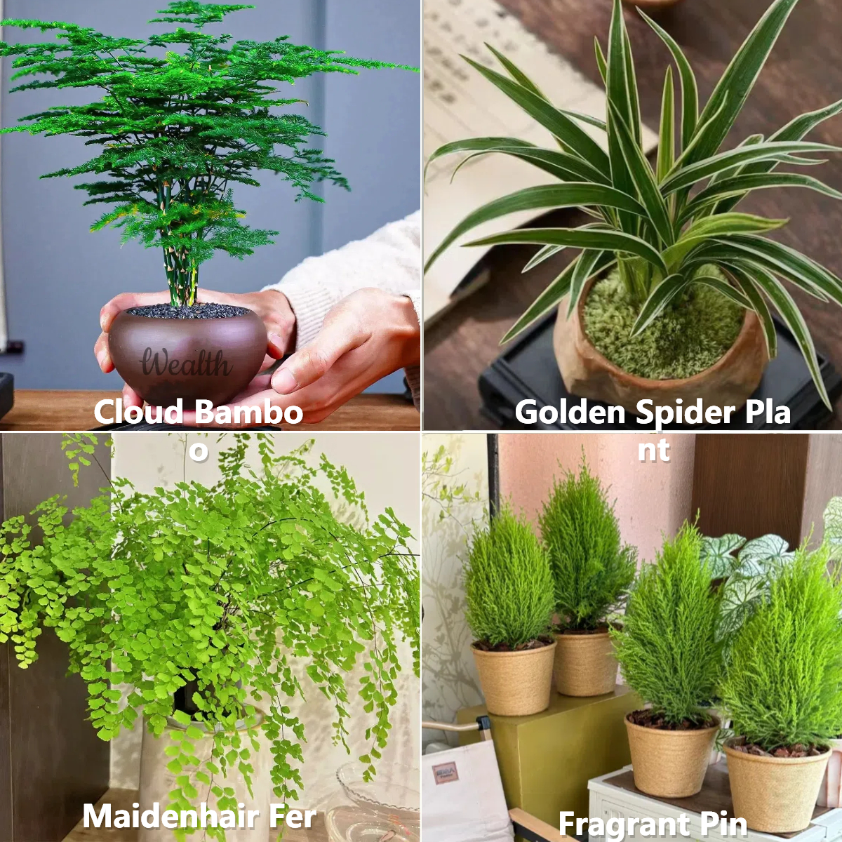 Bonsai Cloud Bamboo Seeds🎍