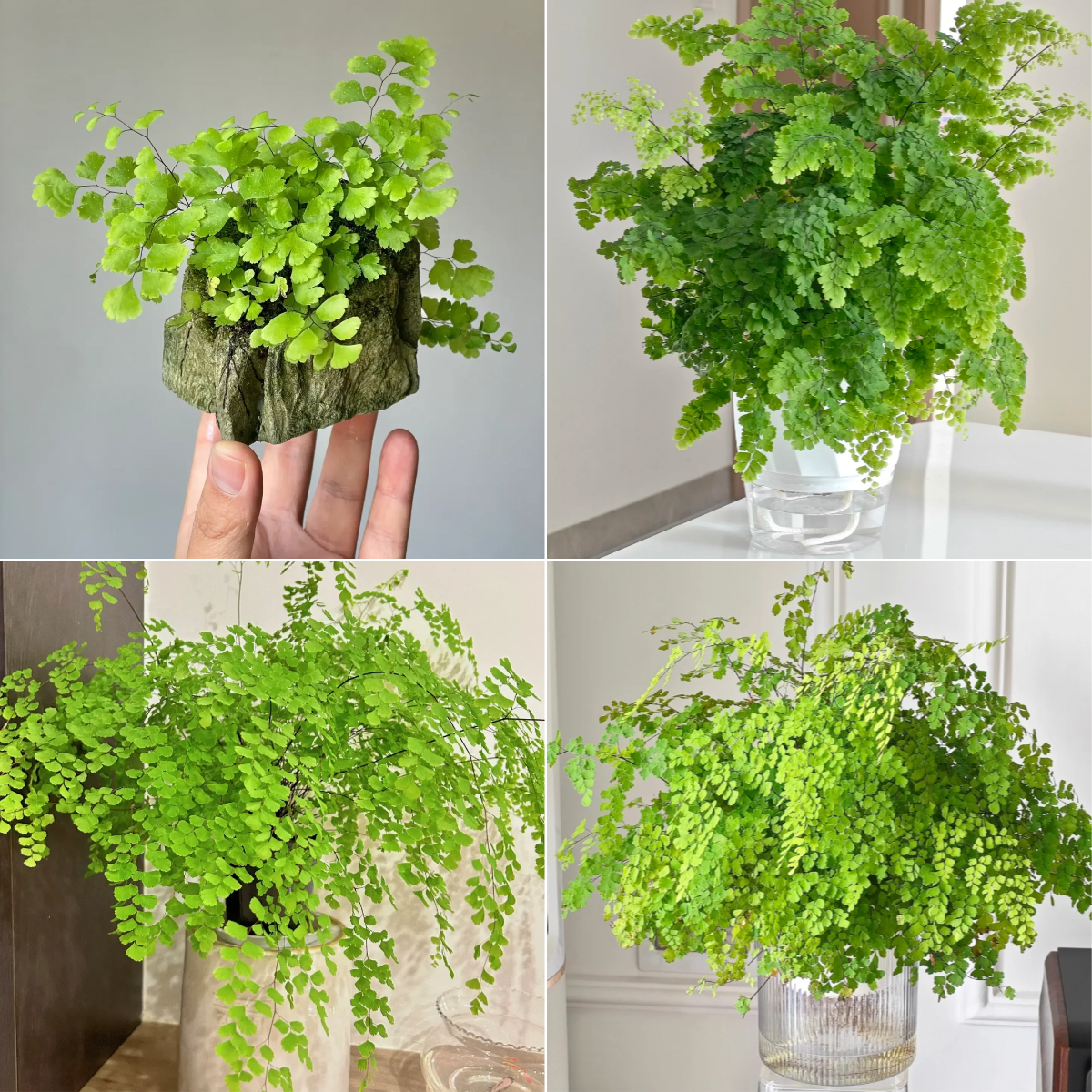 Bonsai Cloud Bamboo Seeds🎍