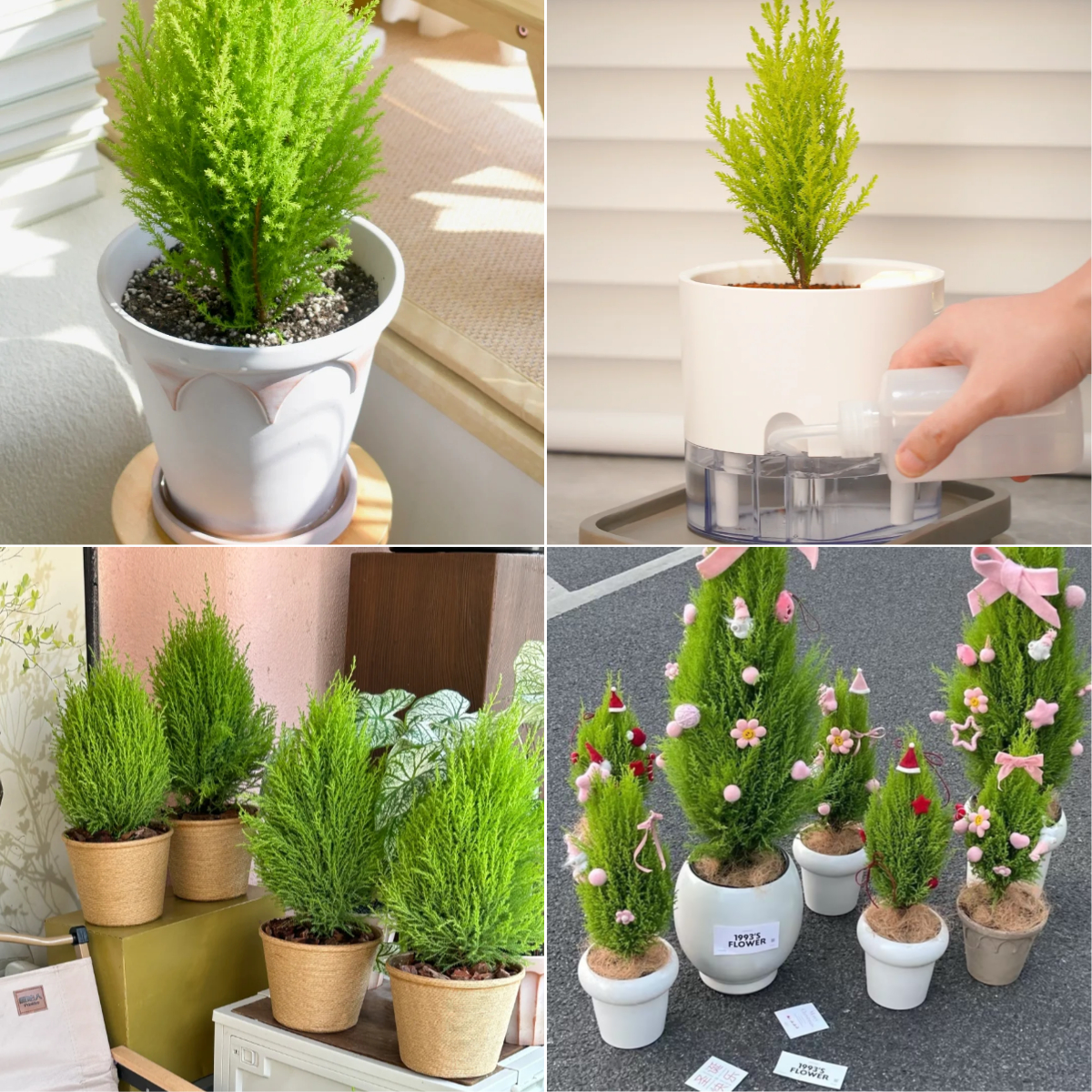 Bonsai Cloud Bamboo Seeds🎍