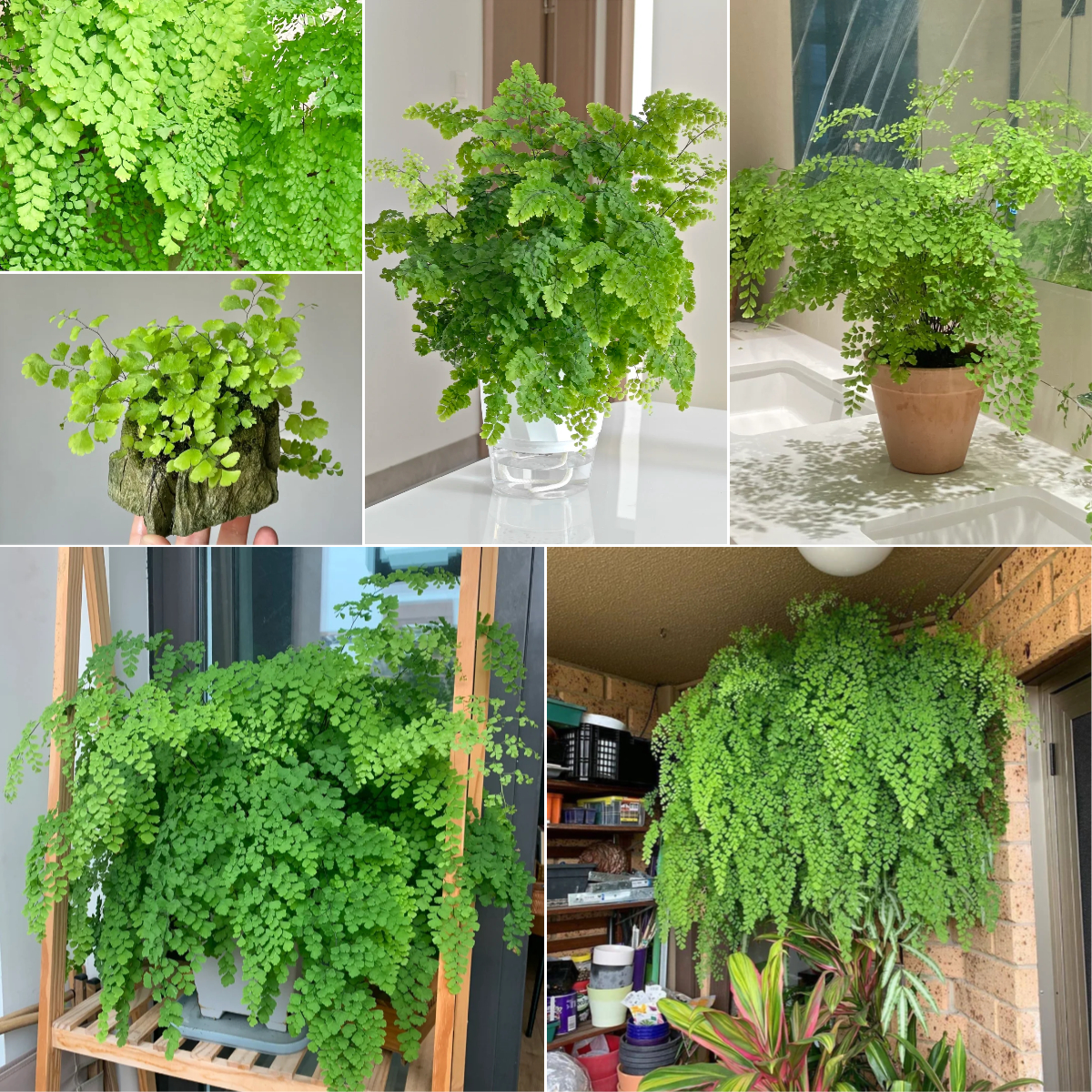 Maidenhair Fern Seeds