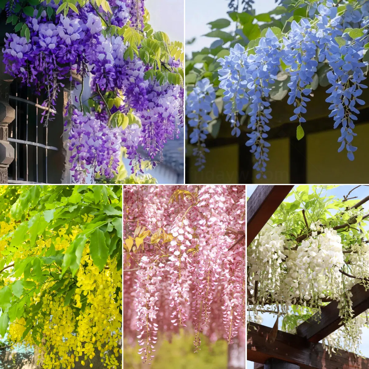 💜Wisteria Seeds - Purple Flower Waterfall