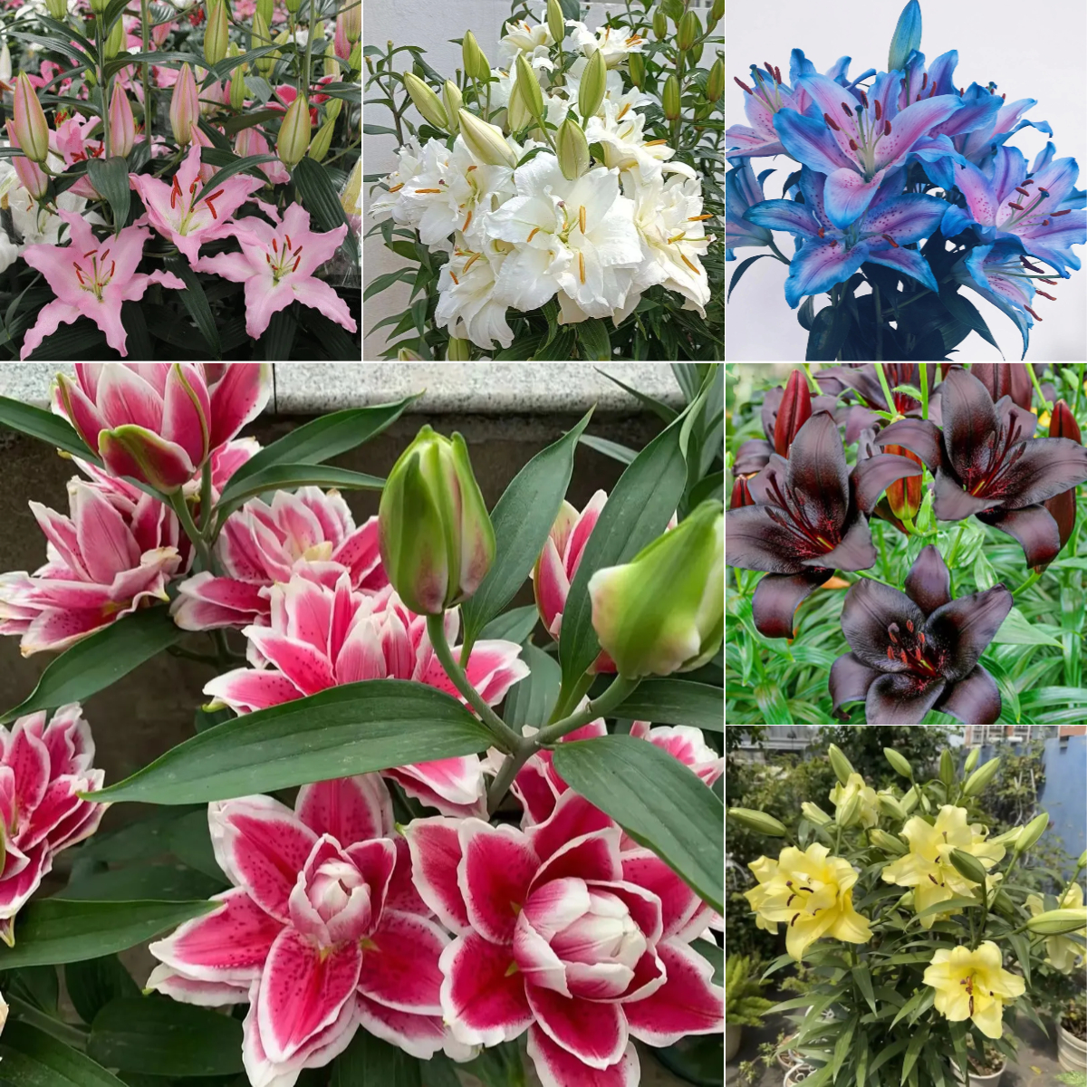 Double Perfume Lily Bulbs