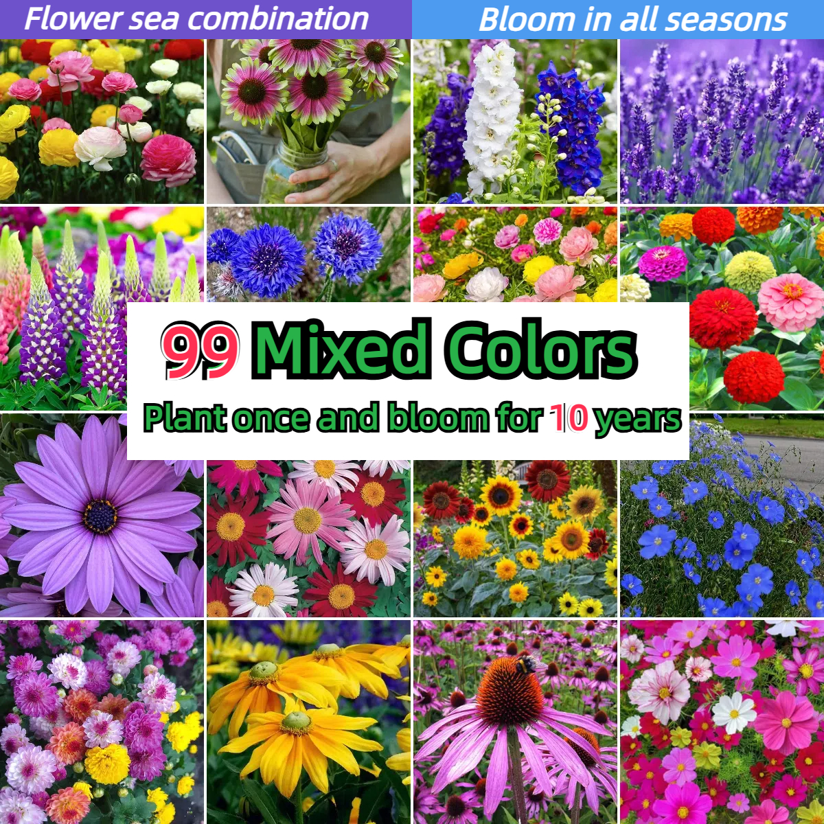 Perennial Wildflower Seeds Mix🌺🌊