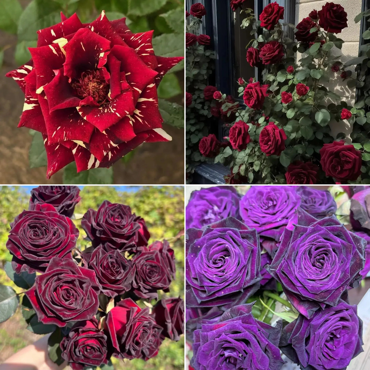 🖤Rare Black Baccara Rose Seeds🌹