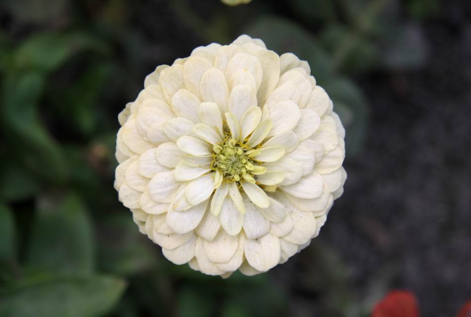 Zinnias