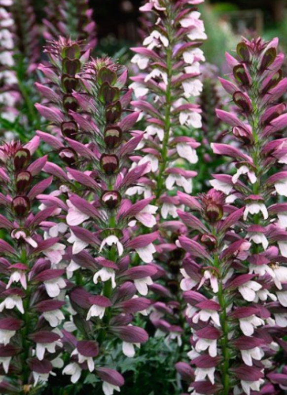💥50% OFF 🌿Bears Breeches (Acanthus spinosus) Seeds