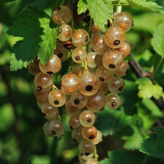 🎆Hot Sale🥂Gooseberry Seeds🍒