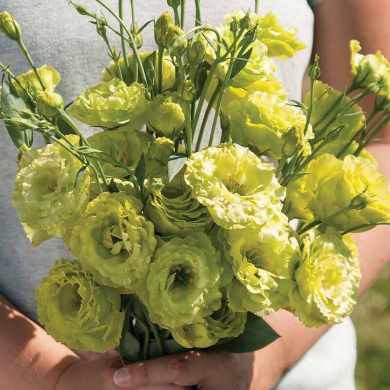 Rosanne Green - Pelleted Lisianthus Seed | Johnny's Selected Seeds