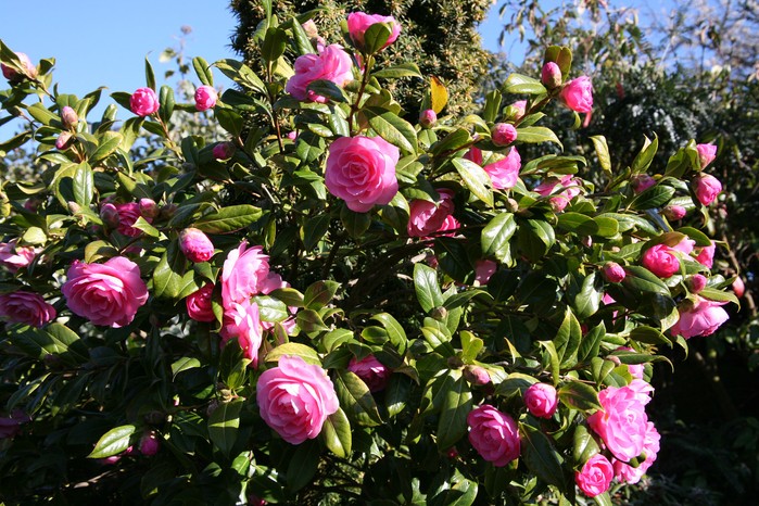Camellia plant