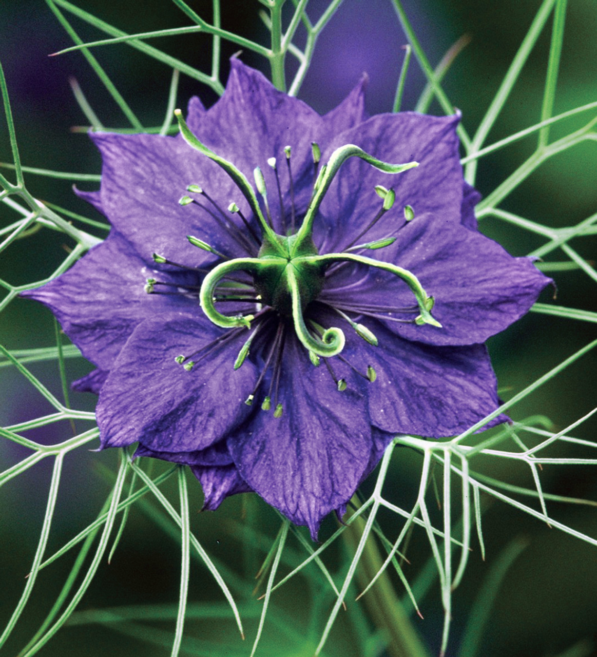 Nigella damascena 'Deep Blue' Seeds