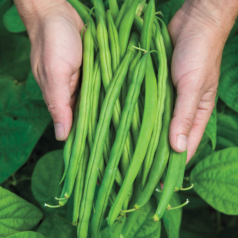 Provider Bush Bean | Gurney's Seed & Nursery Co.