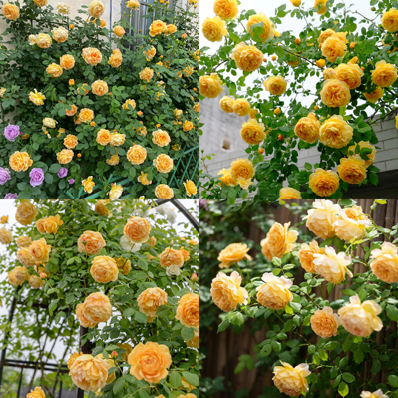 Rose Cascade – Premium Climbing Rose Bulbs