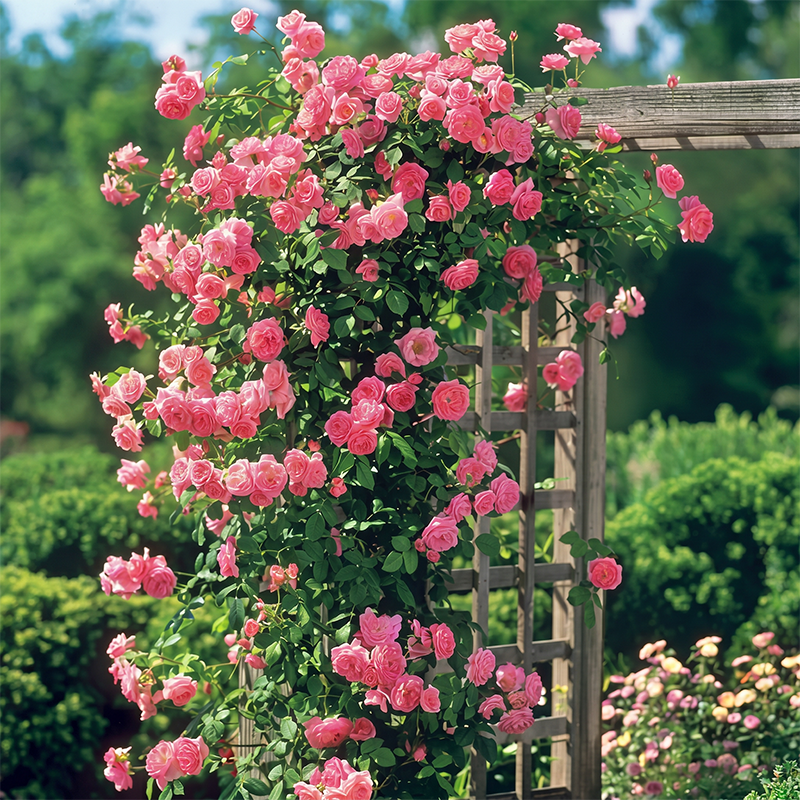 Rose Cascade – Premium Climbing Rose Bulbs