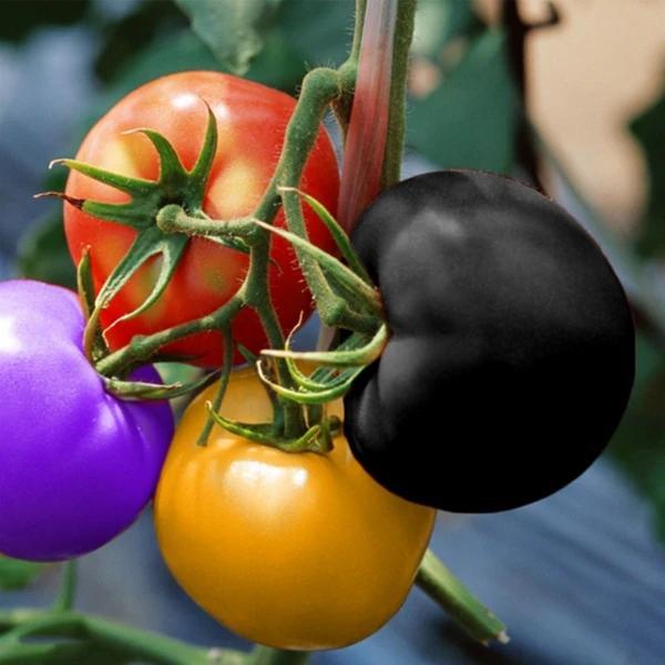 🌈Rainbow Tomato Seeds🍅