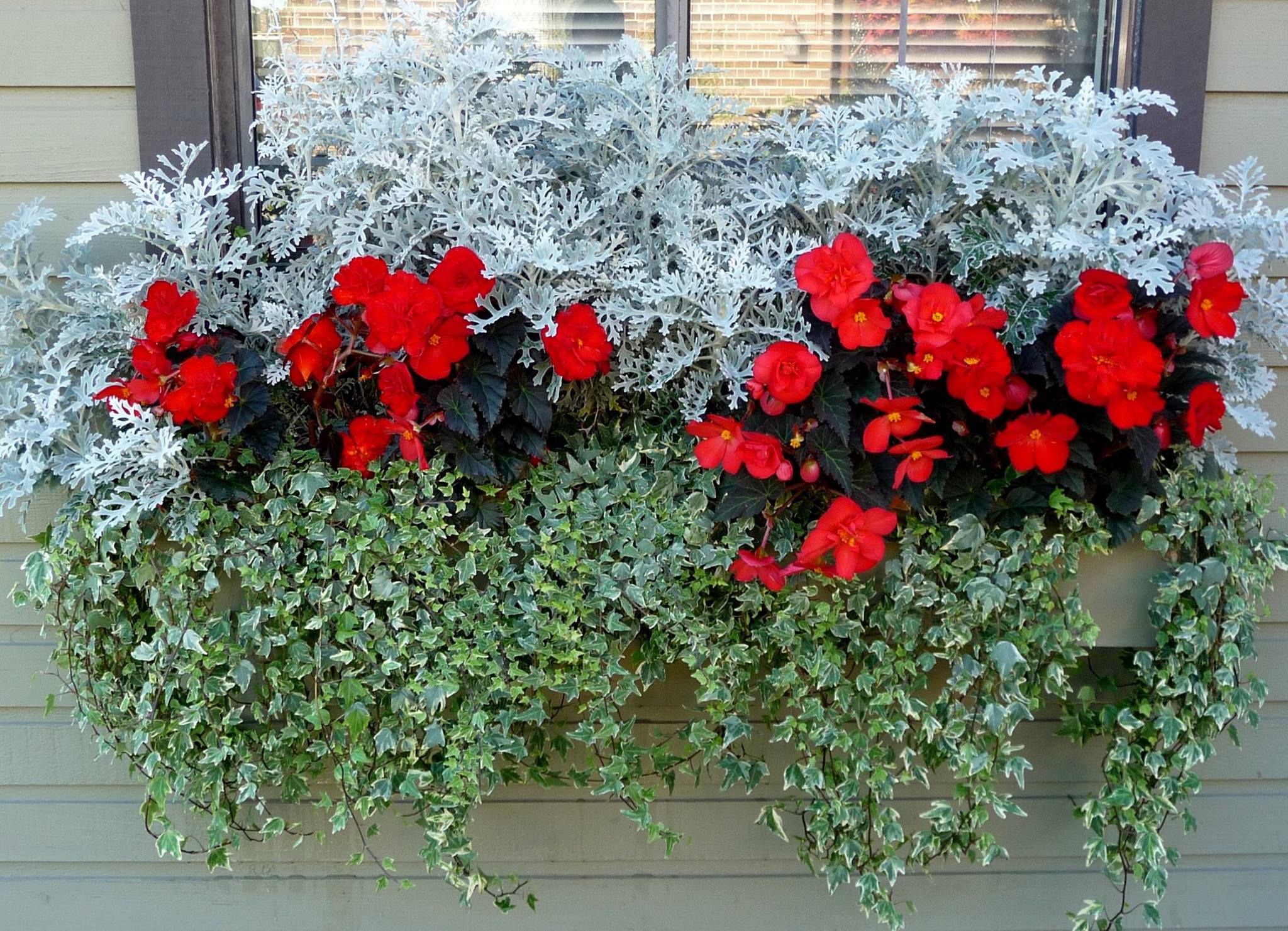 Window box featuring Dusty Miller by Cherry Ong. | Fall potted plants, Fall container plants, Fall container gardens