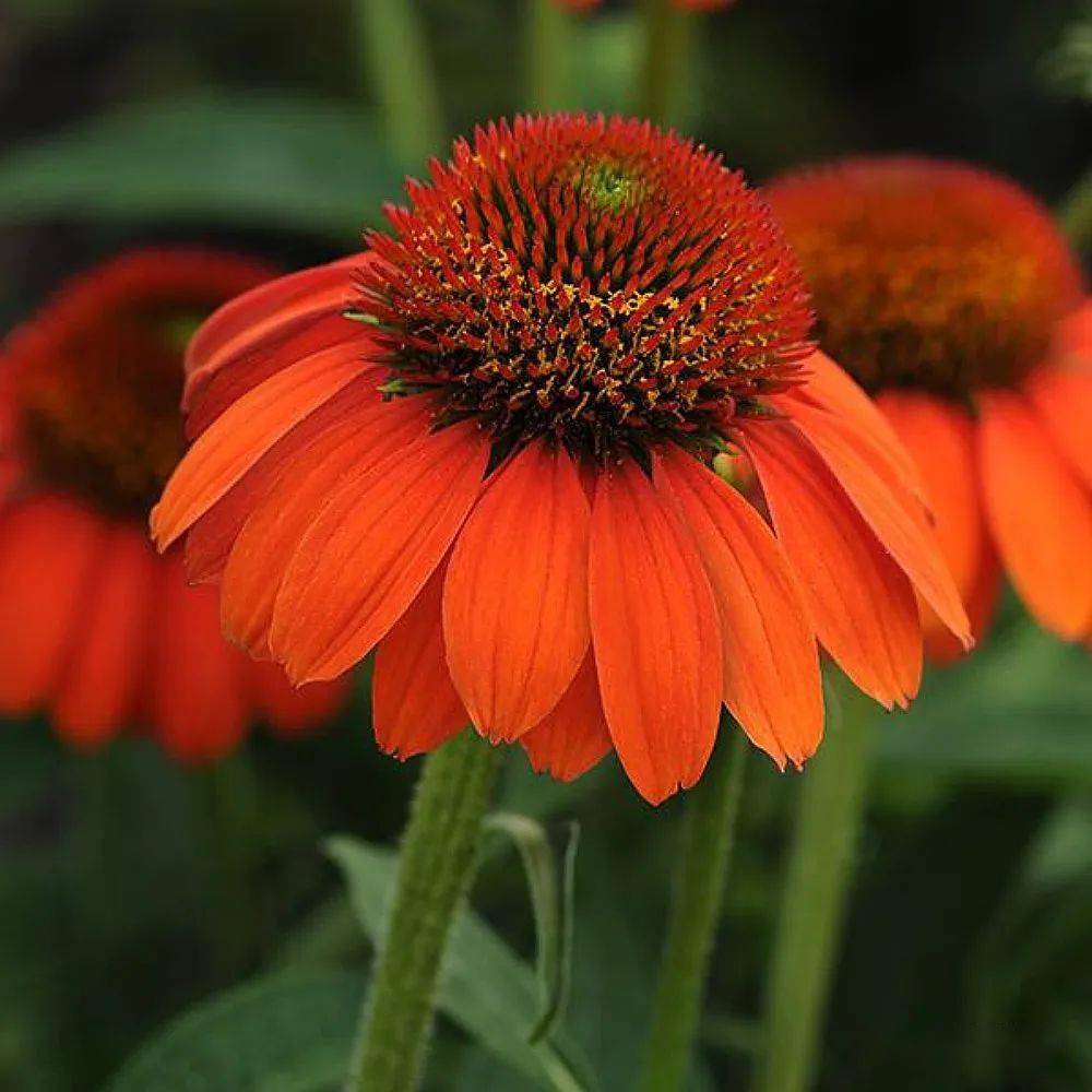 Echinacea
