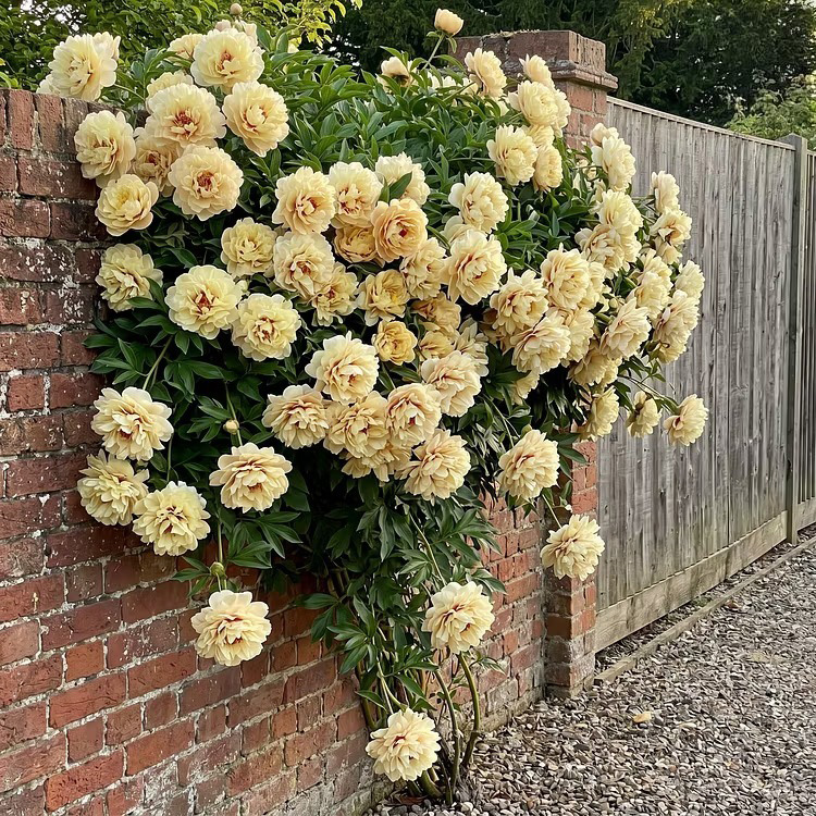🌸 Rare Climbing Peony Bulbs🪴Big Full Blooms, Cold Hardy Perennial, Easy to Grow Garden Favorite