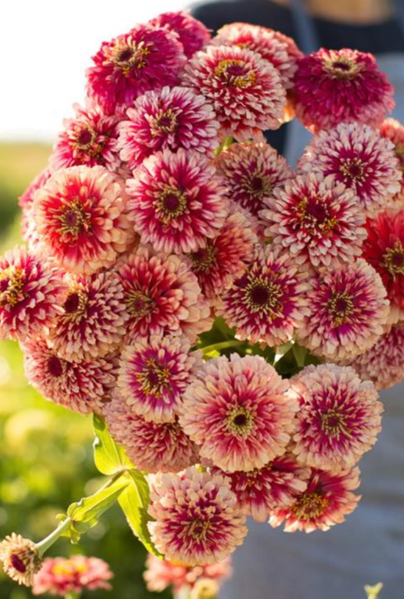 Hidden Dragon Zinnia Seeds