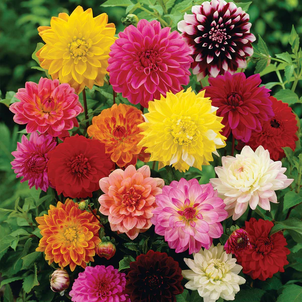 🔥2024 Spring Hot Selling💐Mixed Color Dahlia Seeds