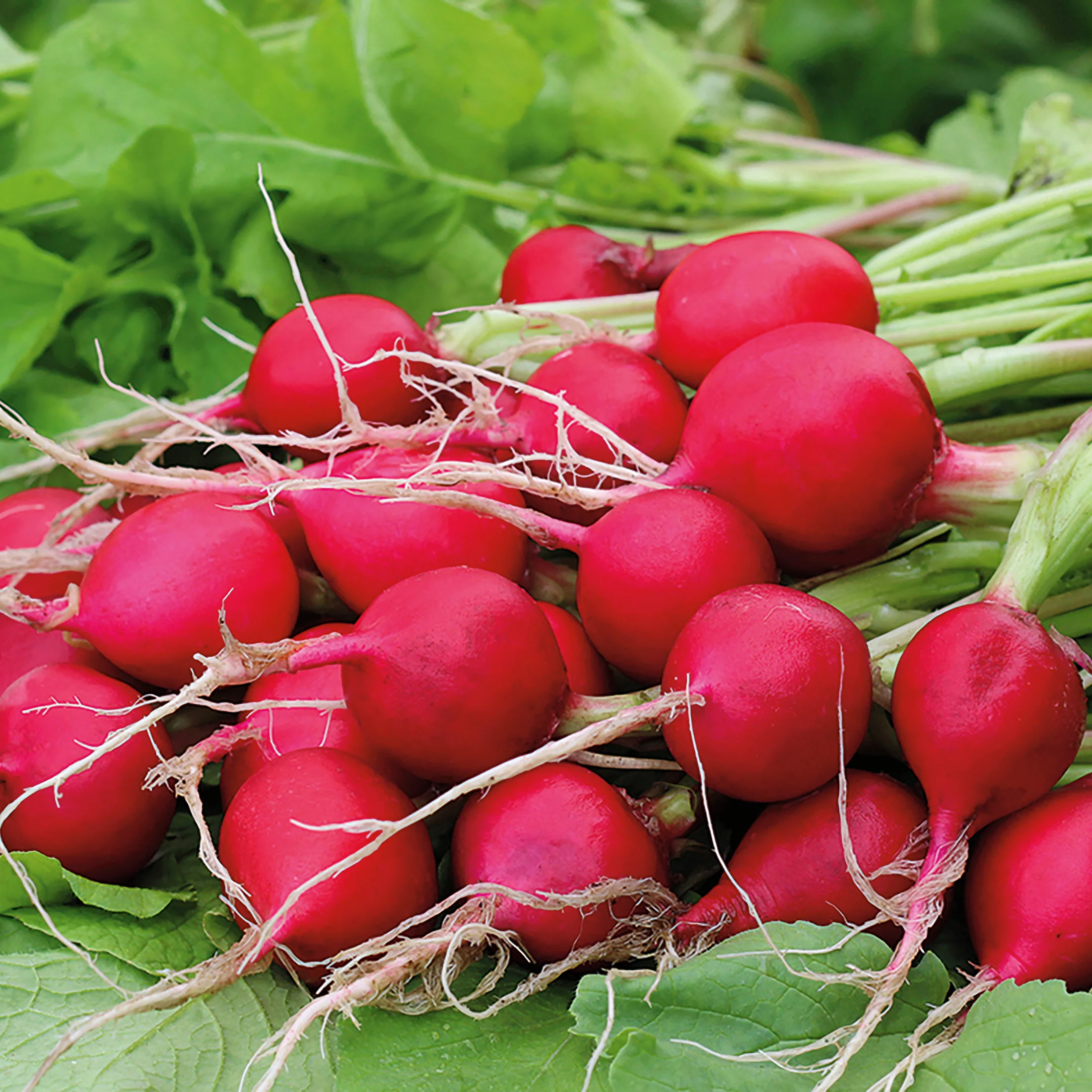🔥Spring Hot Sale😋Cherry Belle Radish Seeds