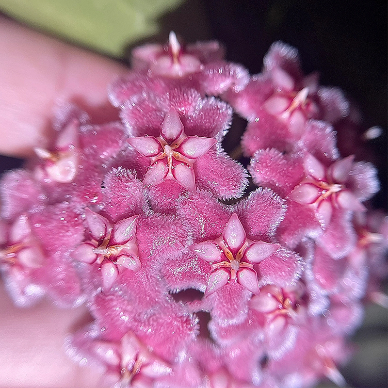 Hoya carnosa