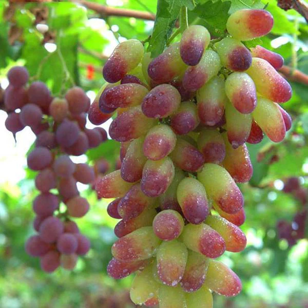 🍇🥰Manicure Finger Grape Seeds