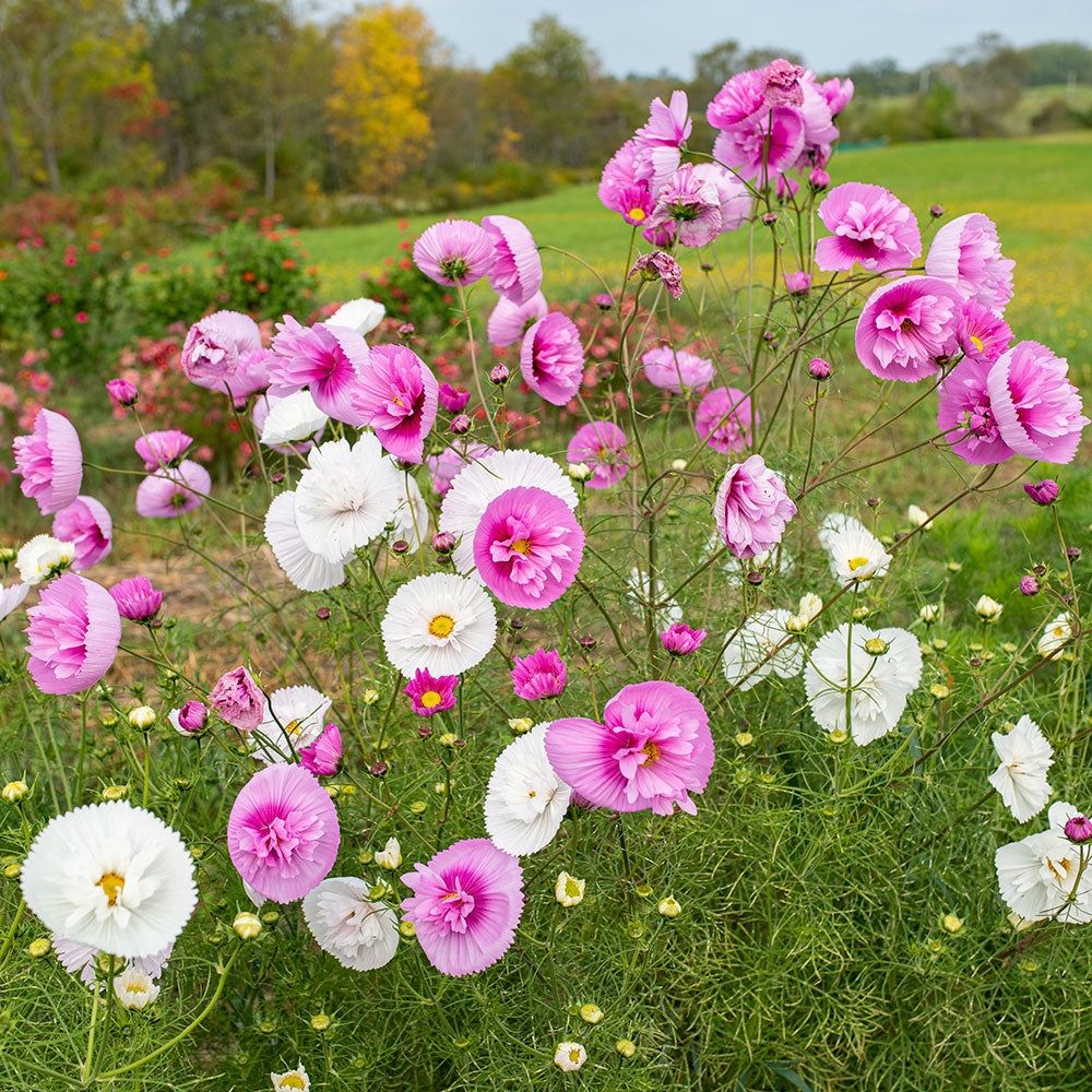 Cosmos 'Cupcakes Mix' seeds - Cosmos bipinnatus