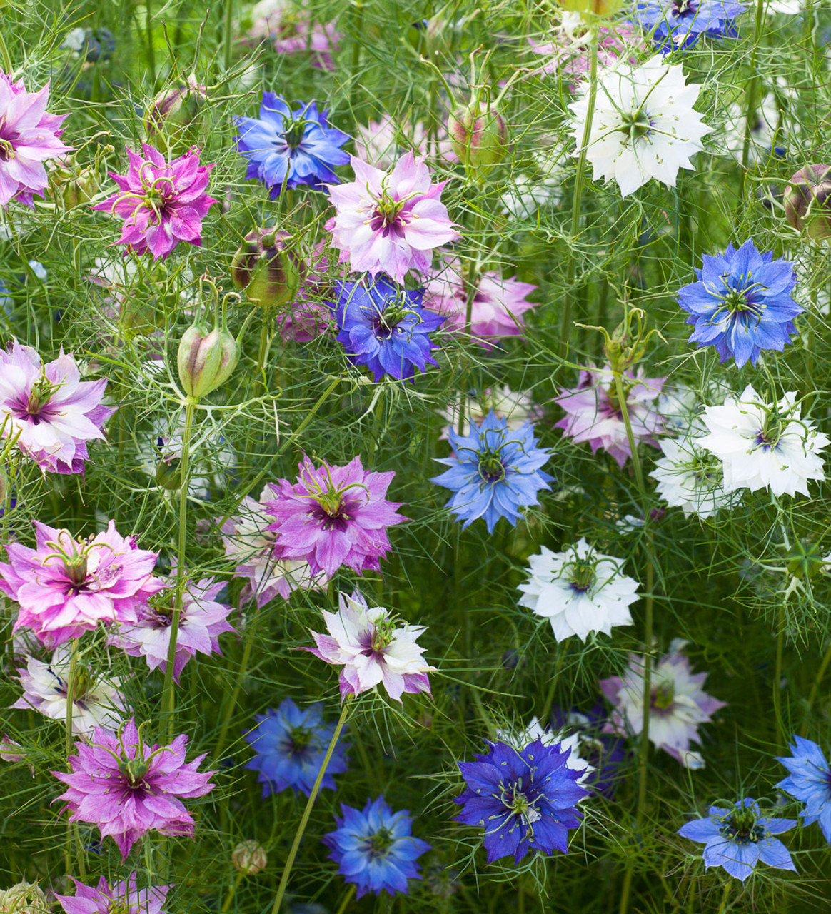 Buy Nigella damascena 'Persian Jewels Mix' | Love-in-a-mist | Sarah Raven