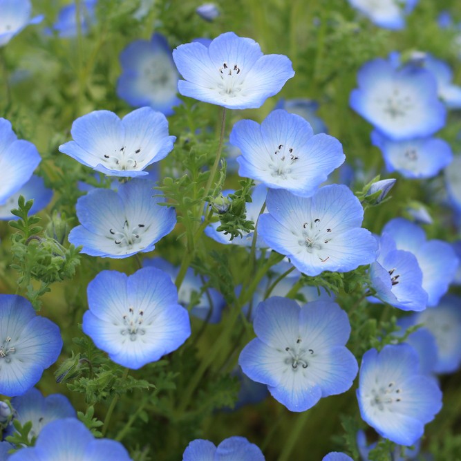 Baby Blue Eyes (Nemophila menziesii) Flower, Leaf, Care, Uses - PictureThis
