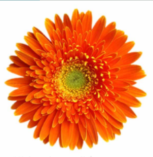 Peach pink gerbera flower seeds