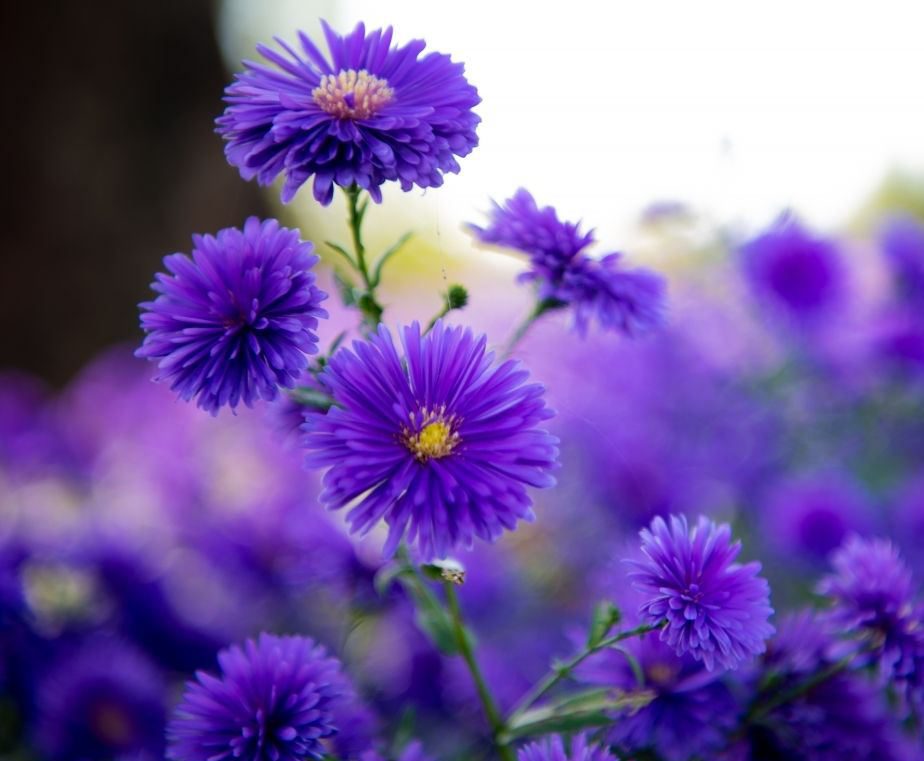 🌻Purple Daisies：Amethyst Gem