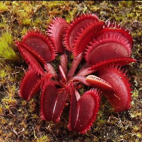 Venus Flytrap Seeds