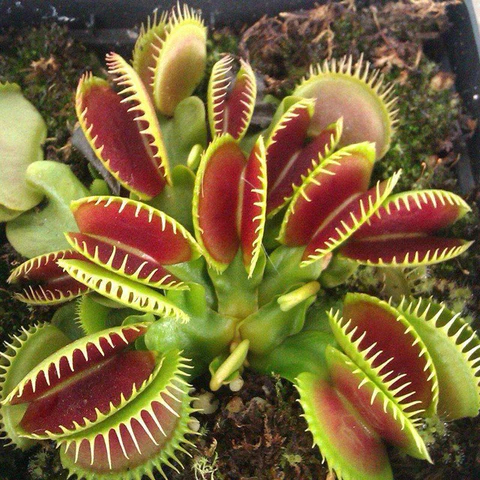 Venus Flytrap Seeds