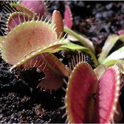 Venus Flytrap Seeds