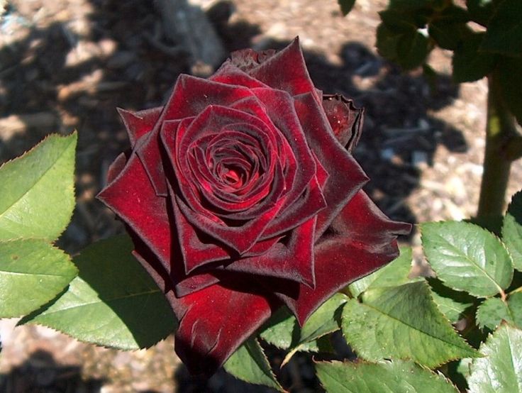 Red Velvet Roses Oh yeah! Loving these! Might have to get one. | Red roses  garden, Roses garden care, Wonderful flowers