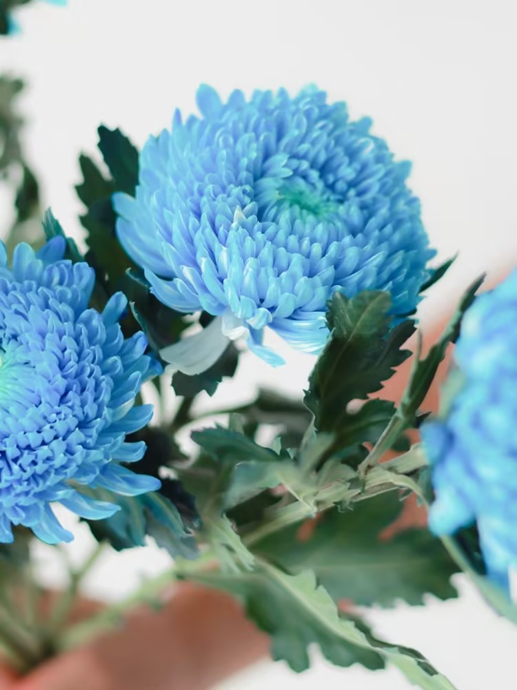 Aster Tall Peony / Duchess Flowers Blend 20/50/100/200 Seeds - Callistephus GMO Free