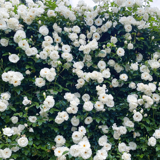 Rose Cascade – Premium Climbing Rose Bulbs