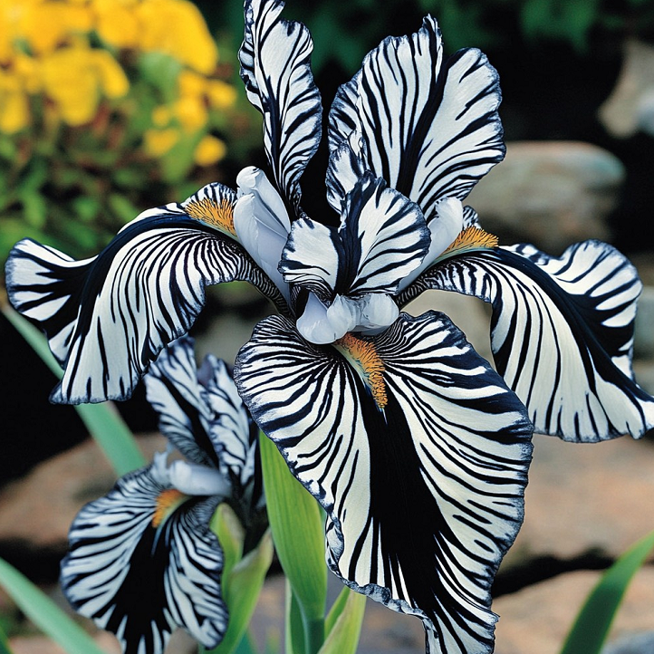 💐Zebra Stripes Iris Bulbs (Iris Germanica) – A Bold, Striped Beauty