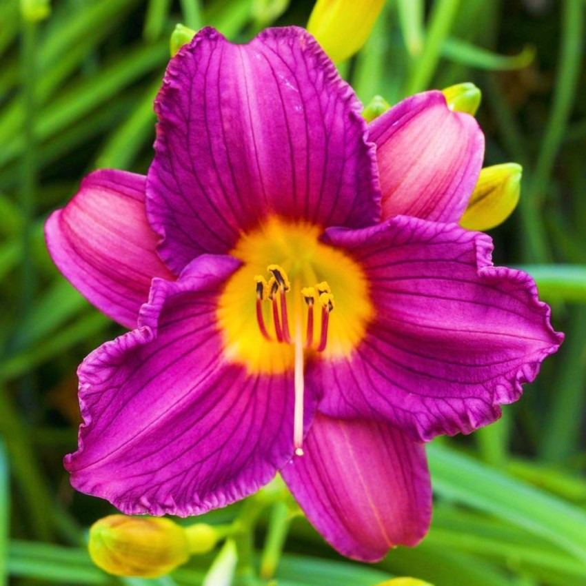 Tim Tim Agro Mixed Daylily Bulbs For Sale (10 Plants) Seed Price in India -  Buy Tim Tim Agro Mixed Daylily Bulbs For Sale (10 Plants) Seed online at  Flipkart.com