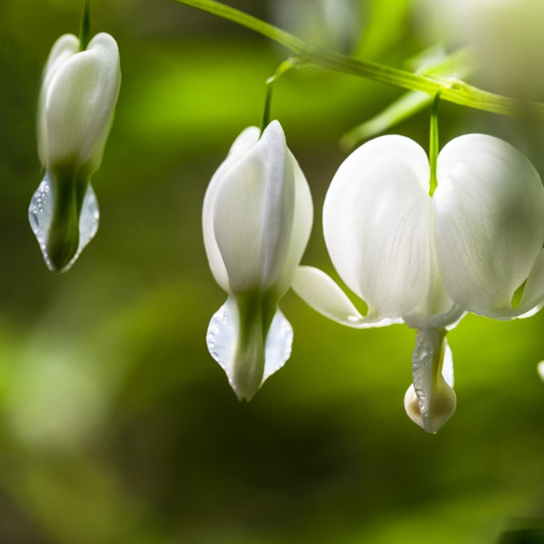 Ruffled Peony Flower Seeds