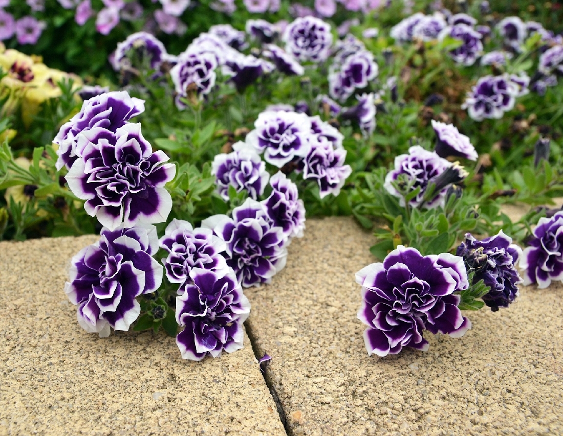 PETUNIA BLUEBERRY CREAM HB | The Garden Feast