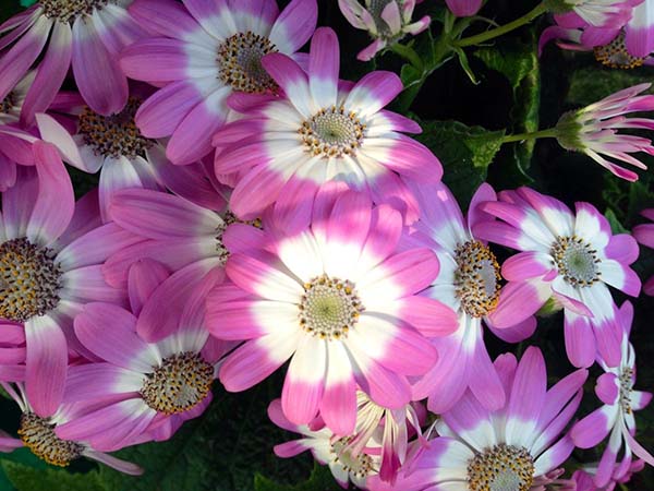 瓜叶菊的生长习性及其花语