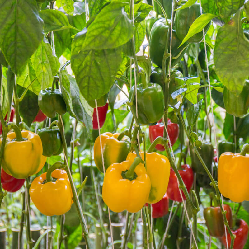 Seeds of BLOCKY PEPPER mix (red, yellow, orange, violet) - T.O.G