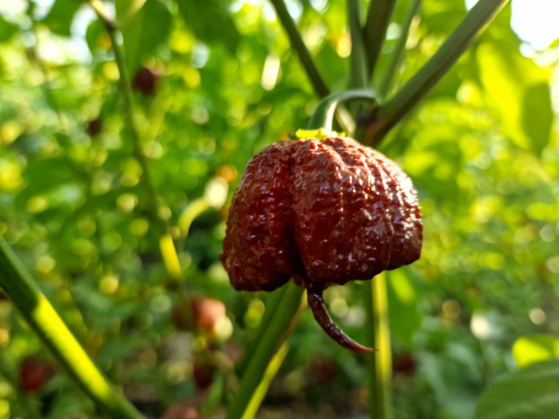 Carolina Reaper Chocolate Chilli Seeds